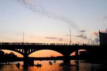 bats flying over congress ave bridge in austin texas