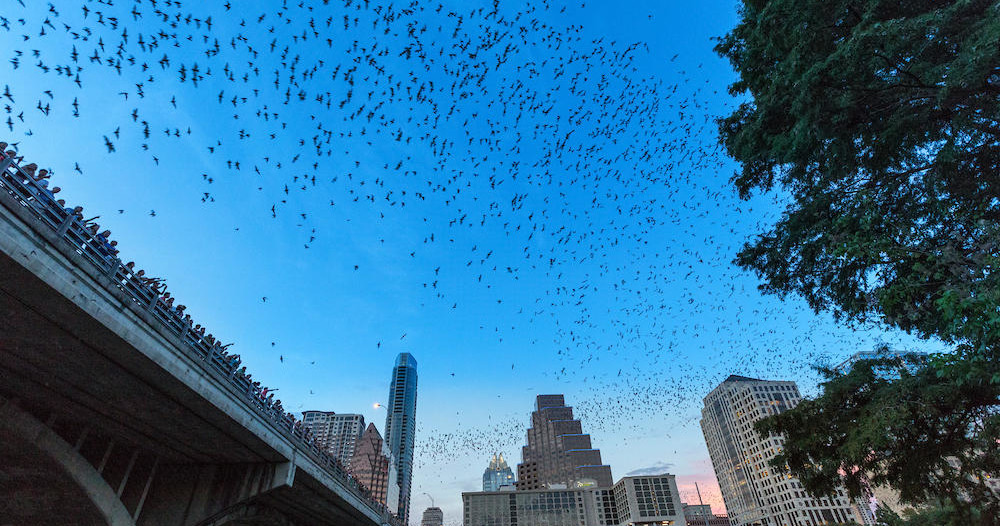 Sunset Bat Bridge Kayak Tour | Bat Tours Austin