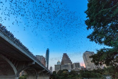 bats emerging from under congress ave bridge in austin tx